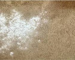 Mold Growing On Carpet